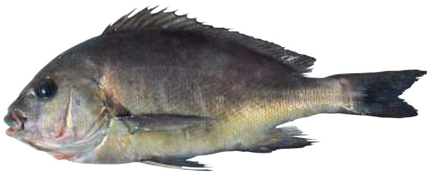 Plectorhinchus mediterraneus_07